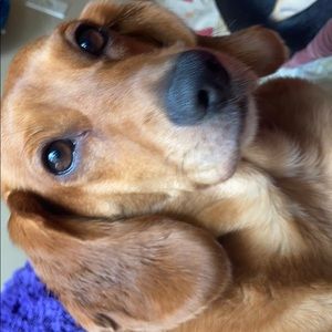 Meet your Posher, Pamela